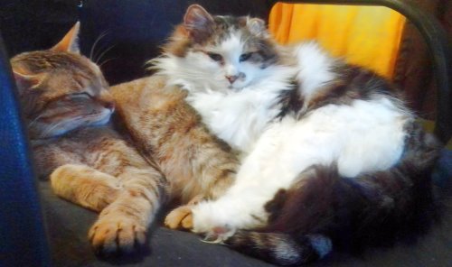 Luna & Pamplito